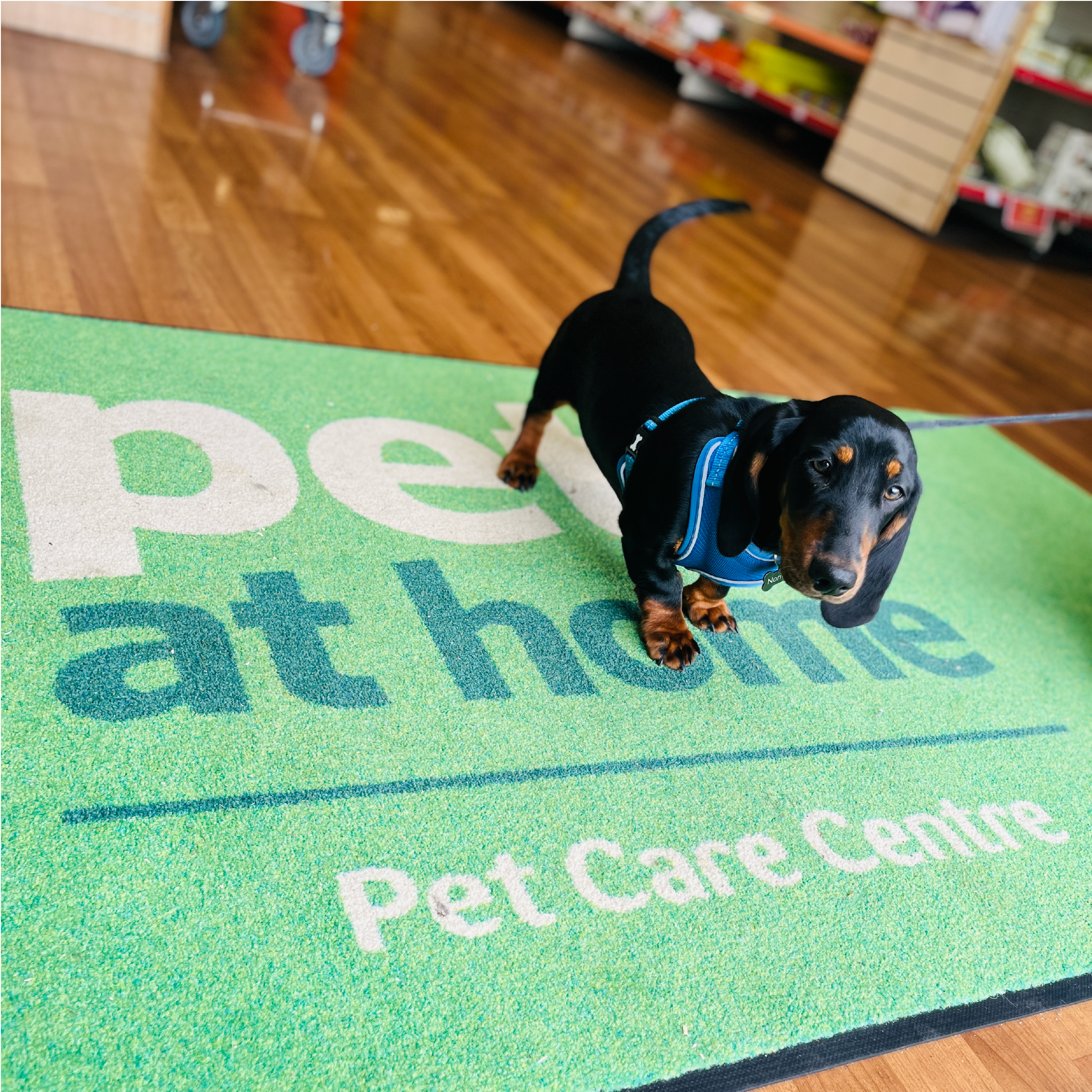 Norman at Pets at Home Sprucefield