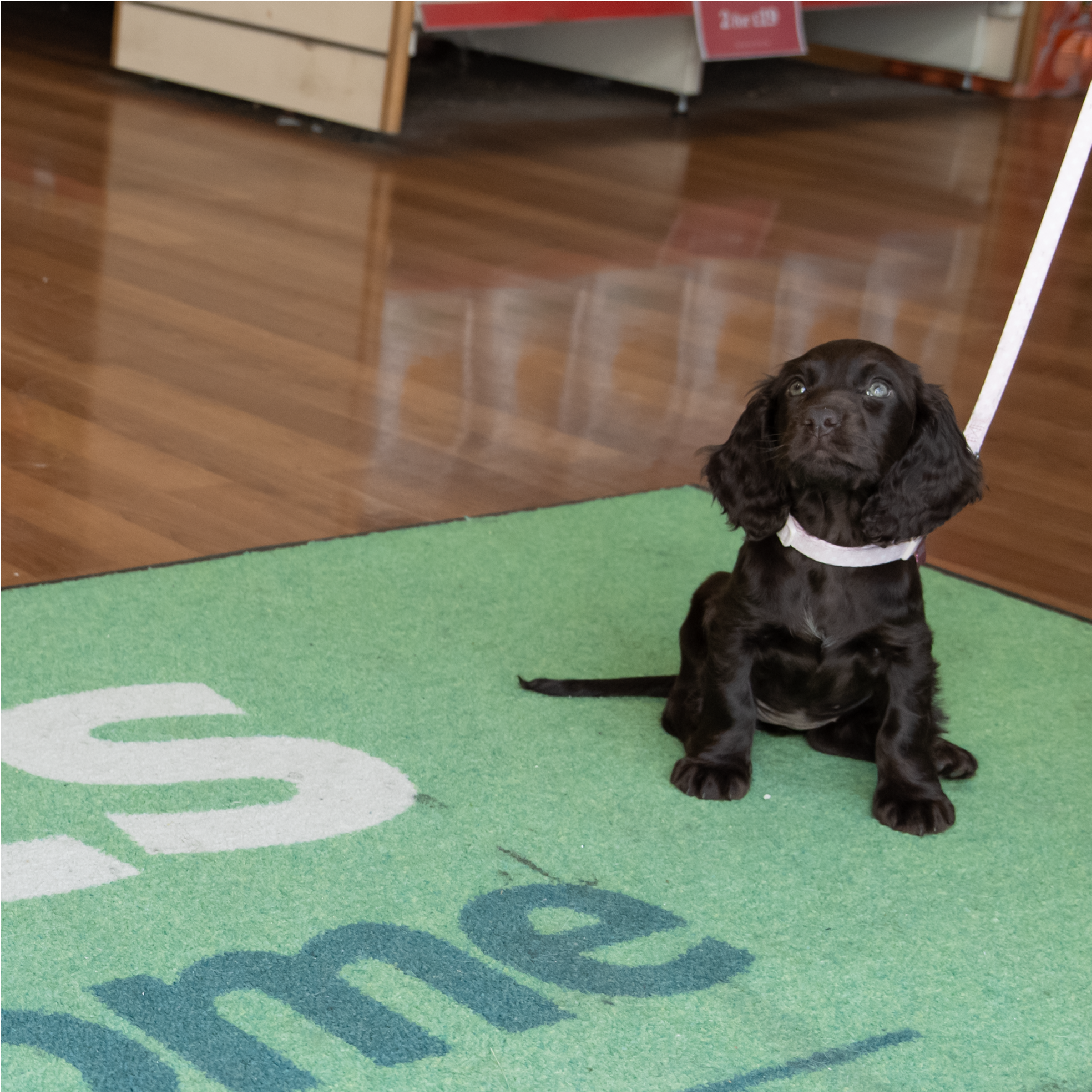 Pup at Pets at Home Sprucefield